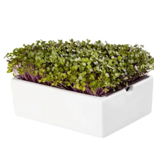 Kohlrabi Seed Pad