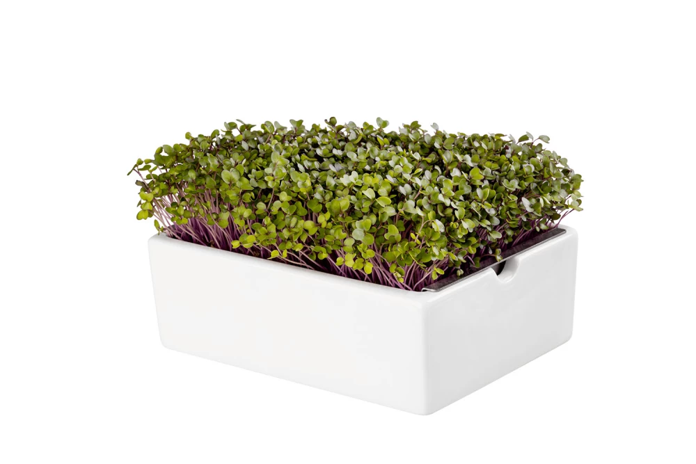 kohlrabi-microgreens-saatpads