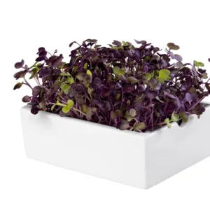 Rambo Radish Seed Pad