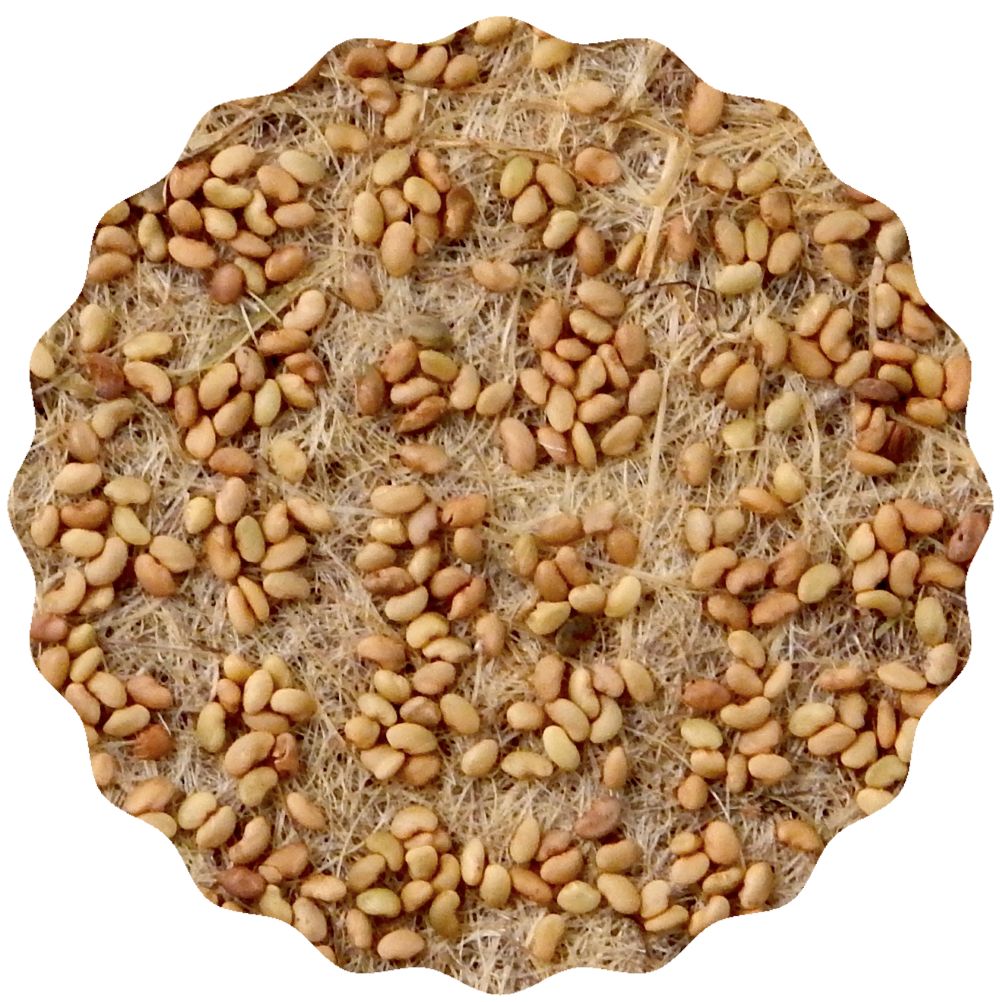 Alfalfa_Blume_Saatgut