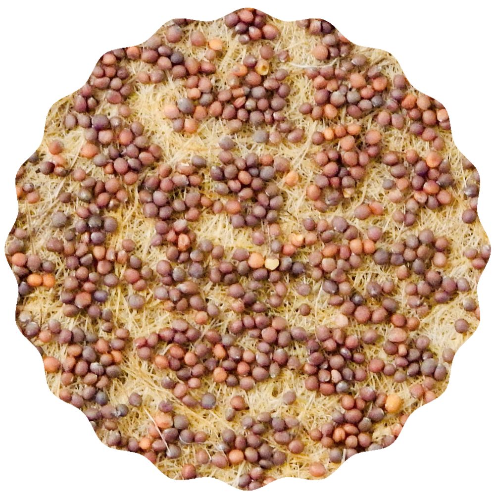 Mairübe_Blume_Saatgut